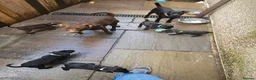 Patterdale Terrier dogs for sale: Patterdale Terriers Pups For Sale  - Advert 1