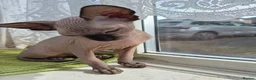 Sphynx cats for sale: Canadian sphynx kitten looking for home in Oldbury - Advert 6