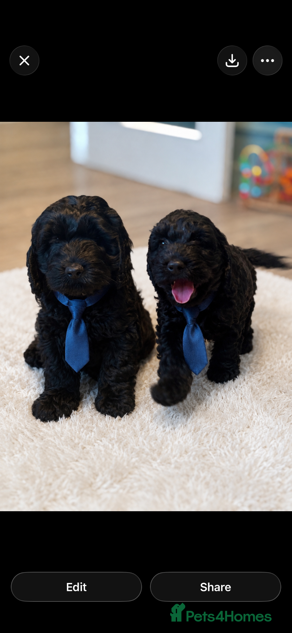 Cockapoo dogs Black beauty’s x 2 gorgeous puppies😍 🏡🩵💓 - Advert 6