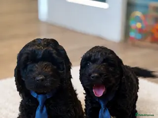 Cockapoo dogs Black beauty’s x2 Vet Checked 🏡🩵💓 - Advert 18