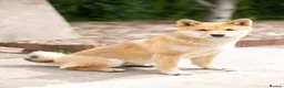 Japanese Shiba Inu dogs for sale: She’s the last the most beautiful ready to go now! - Advert 6