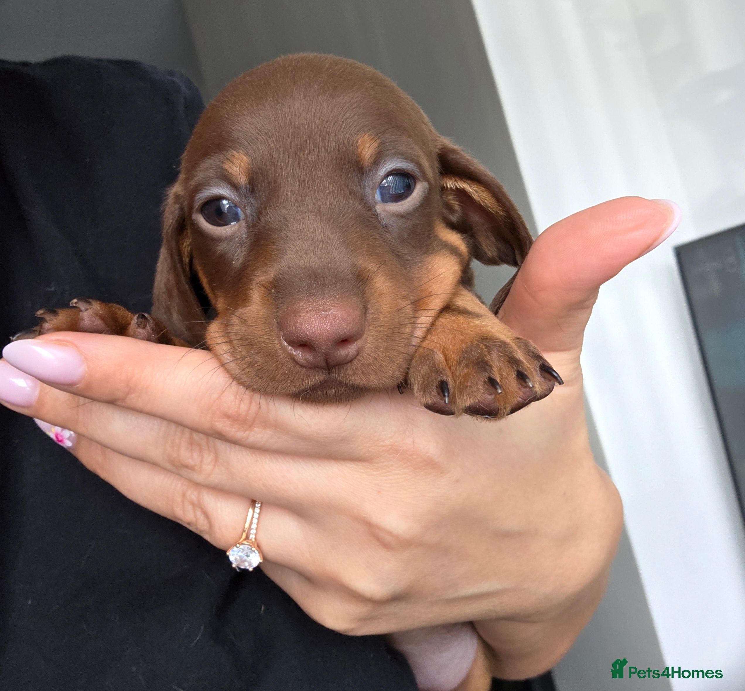 Miniature Dachshund dogs Kc Miniature Dachshunds ❤️ - Advert 1