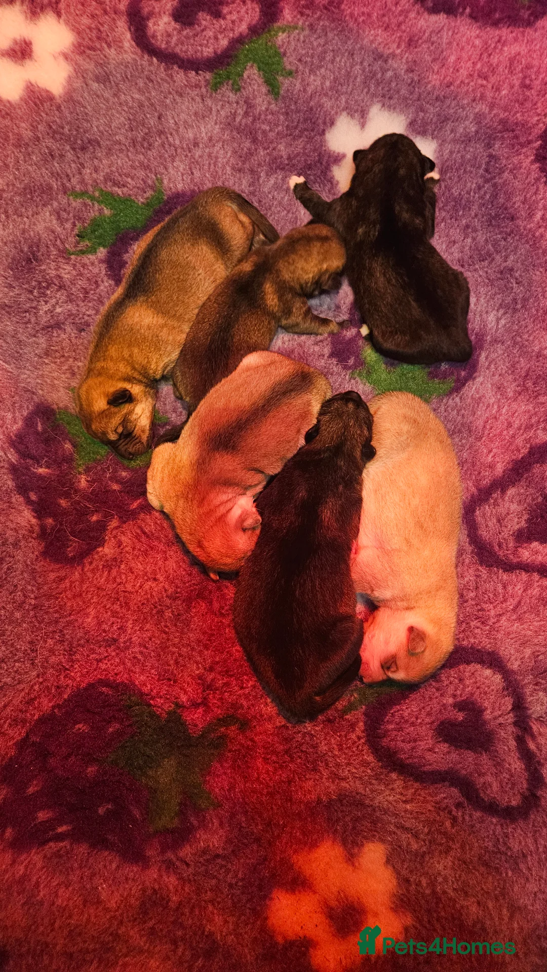 Northern Inuit dogs for sale: Tamaskan Puppies - Advert 8