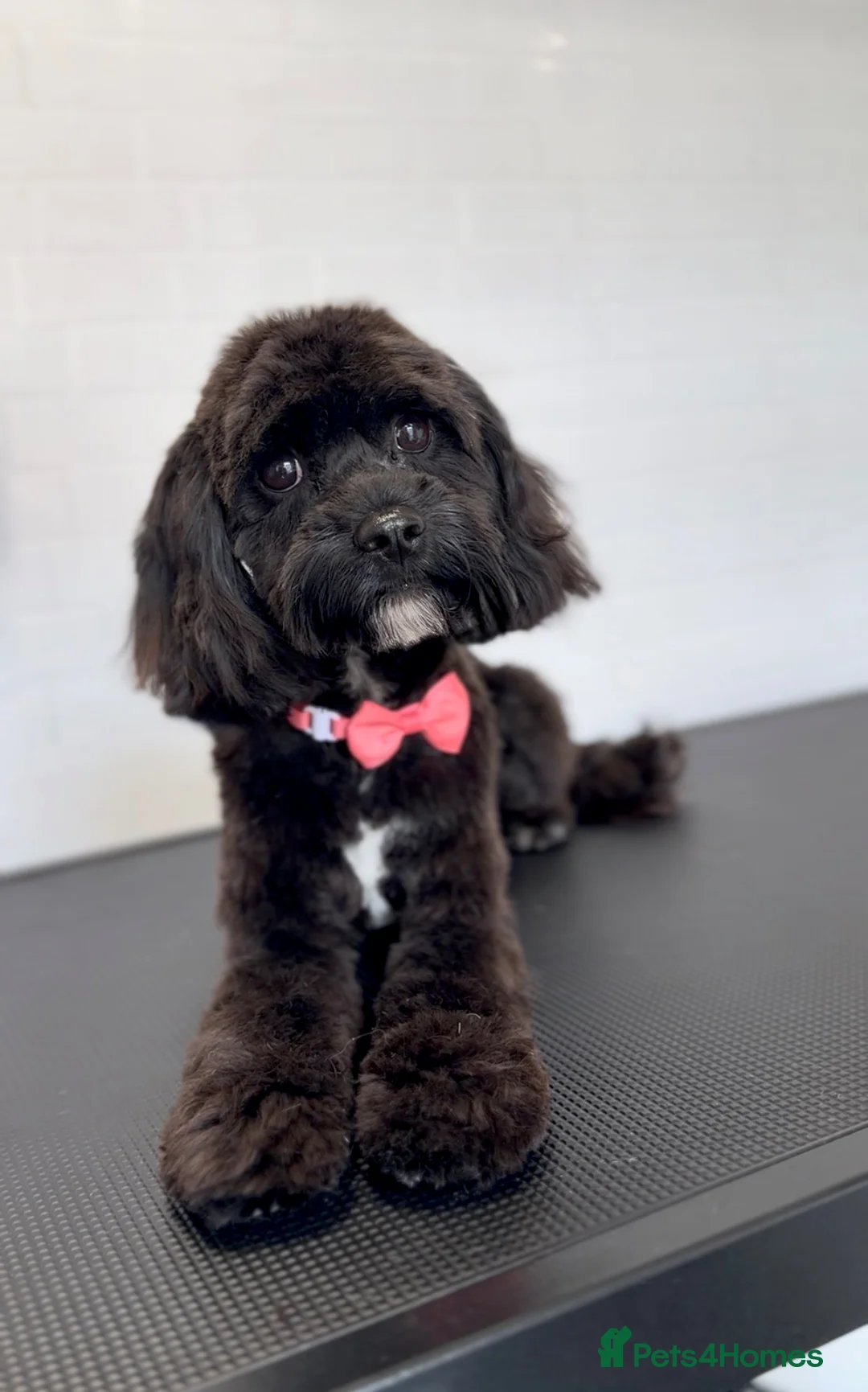 Cavapoo dogs for sale: Bear the Cavapoo - Advert 4