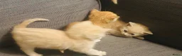 Domestic Shorthair cats for sale: 🐾 Gorgeous Kittens Ready for Their 4ever Homes 🐾 - Advert 4