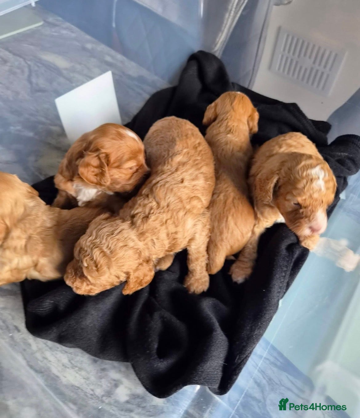 Cockapoo dogs 5 F1b beautiful cockapoo’s - Advert 1