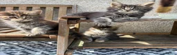 Maine Coon cats for sale: Maine coon kittens  - Advert 21