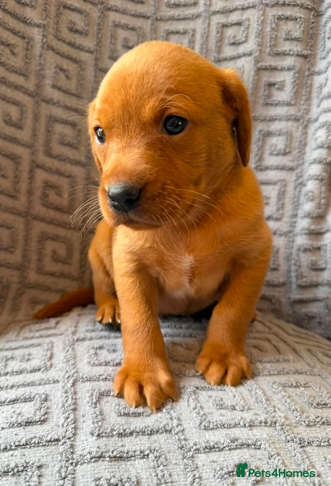 Labrador Retriever dogs for sale: Beautiful KC Reg Dark Fox Red Labrador Puppies - Advert 1