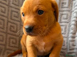 Labrador Retriever dogs Beautiful KC Reg Dark Fox Red Labrador Puppies - Advert 18
