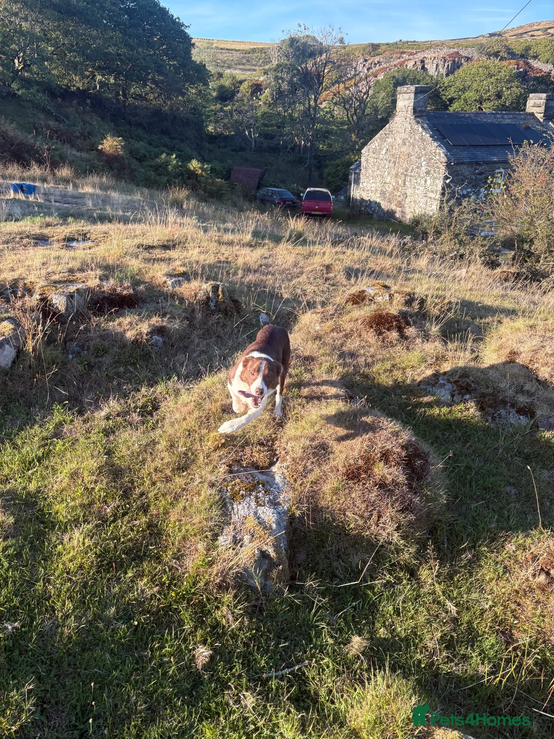Border Collie dogs for sale: Tess, 2.5 year old in Harlech - Advert 2