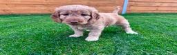Mixed Breed dogs for sale: Beautiful Schnoodle Babies 🐾🐾🐾 - Advert 22