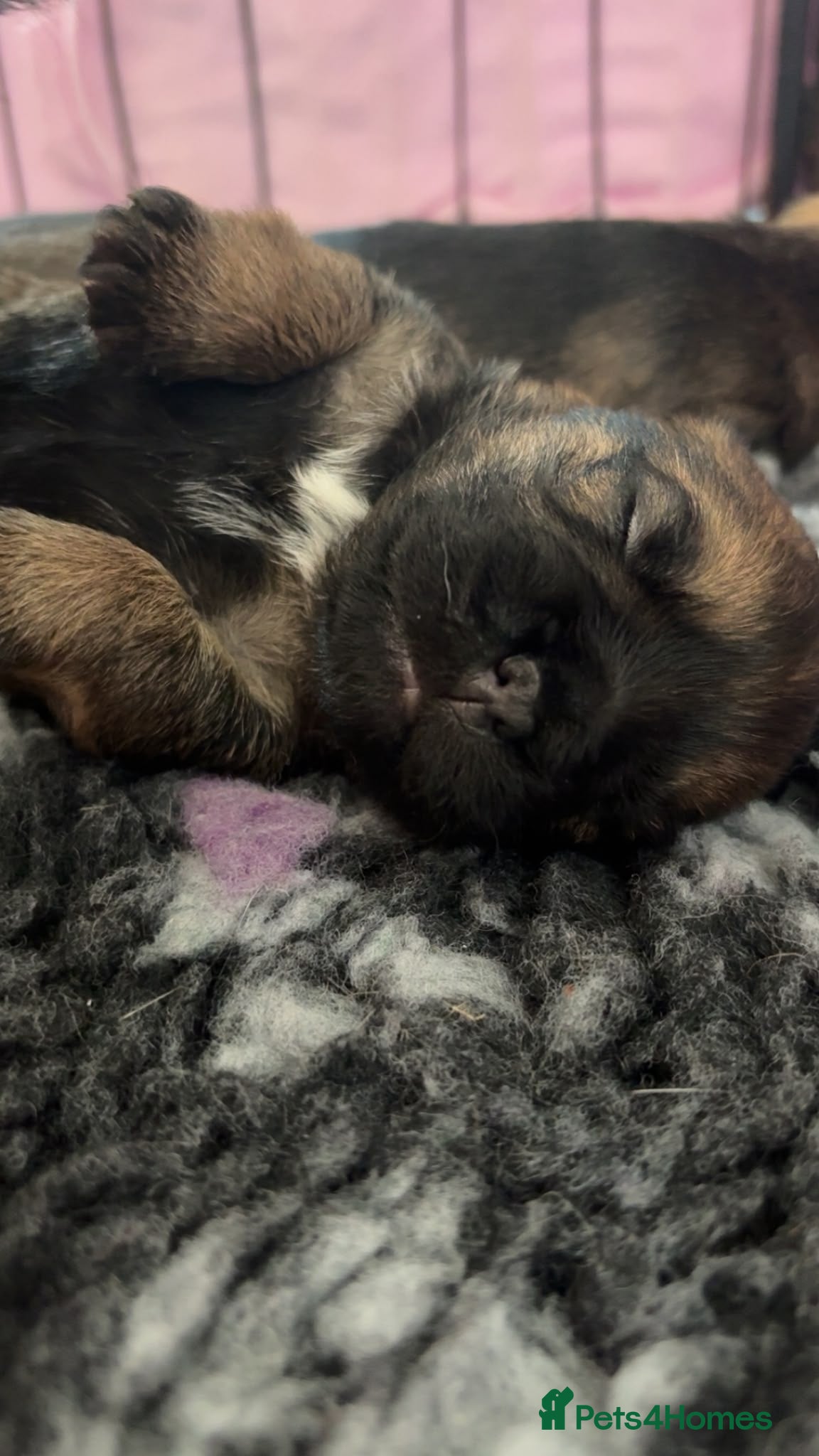 Border Terrier dogs KC registered Border Terrier puppies  - Advert 1