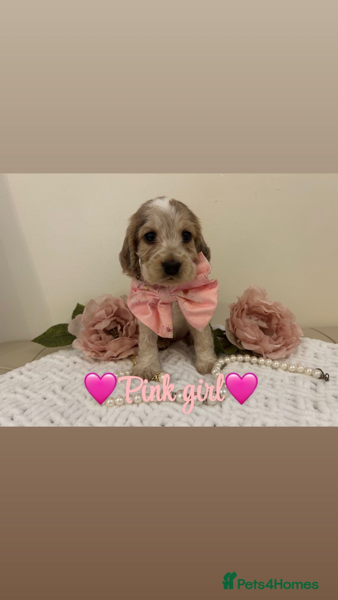 Cocker Spaniel dogs KC Registered Show Type Cocker Spaniel Puppies - Advert 4