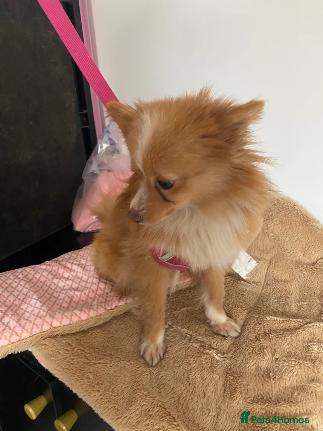 Pomeranian dogs for sale: Adventurous girl Pomeranian  - Advert 8