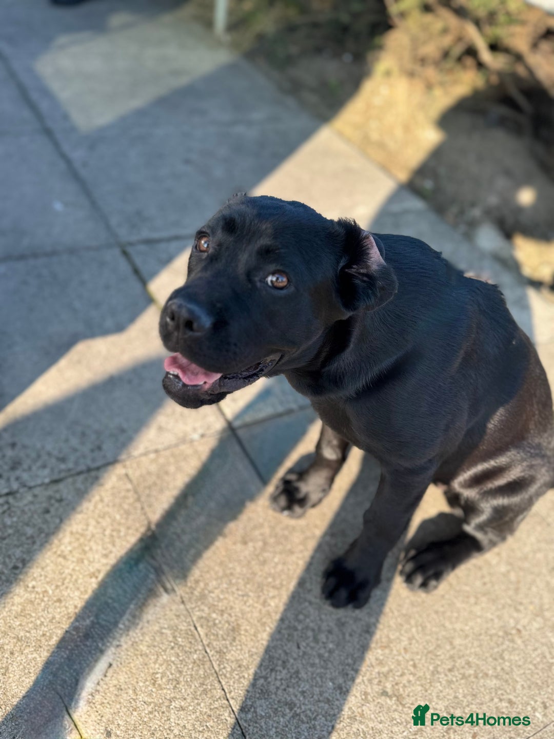 Cane Corso dogs for sale: Cane corso for sale  - Image 5