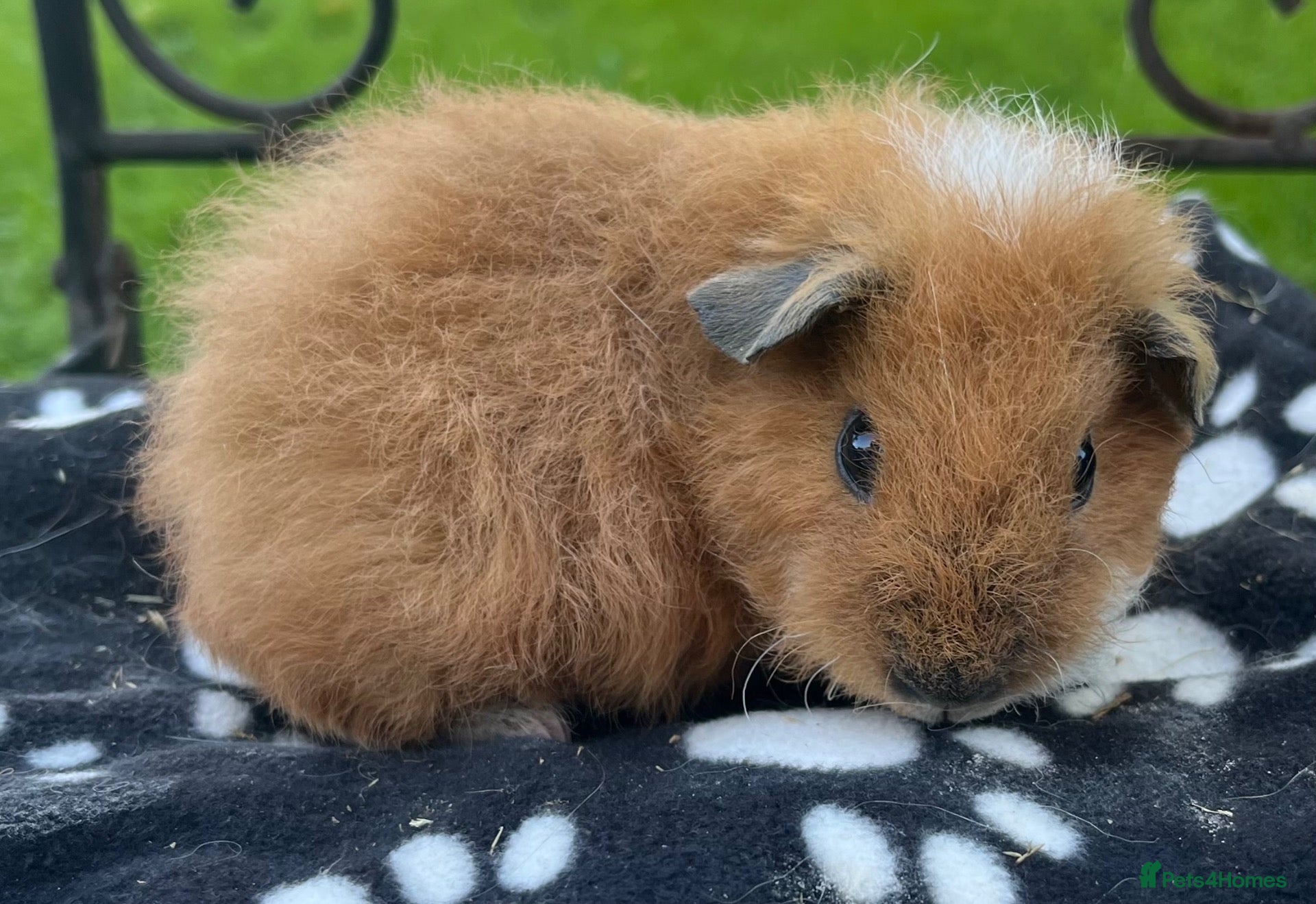 Guinea Pig rodents Guniea pigs Sheltie, Teddy - Advert 11