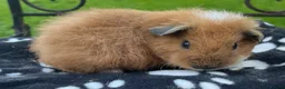 Guinea Pig rodents for sale: Guniea pigs Sheltie, Teddy - Advert 1