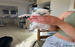 Ragdoll cats for sale: 💖Purebred Beautiful Chocolate Ragdoll Kittens.💖 - Image 7
