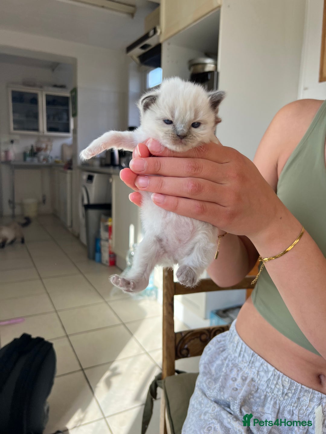 Ragdoll cats for sale: 💖Purebred Beautiful Chocolate Ragdoll Kittens.💖 - Image 7
