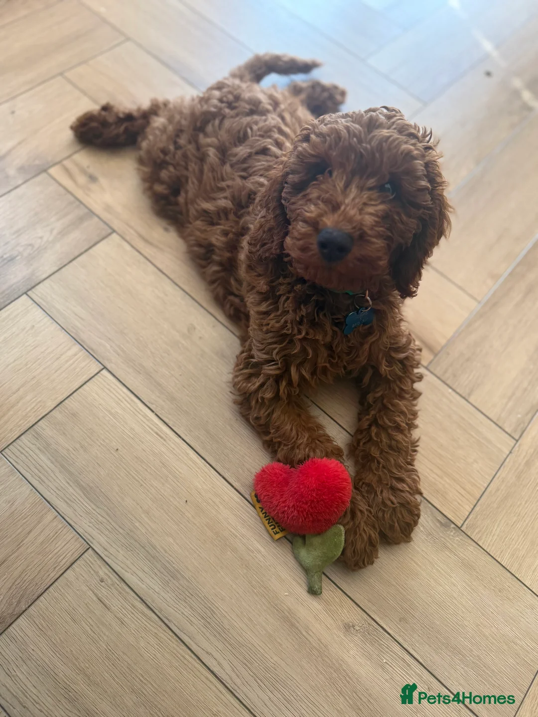 Cockapoo dogs for sale: Handsome 1 year old cockapoo Elvis 💙 - Advert 6
