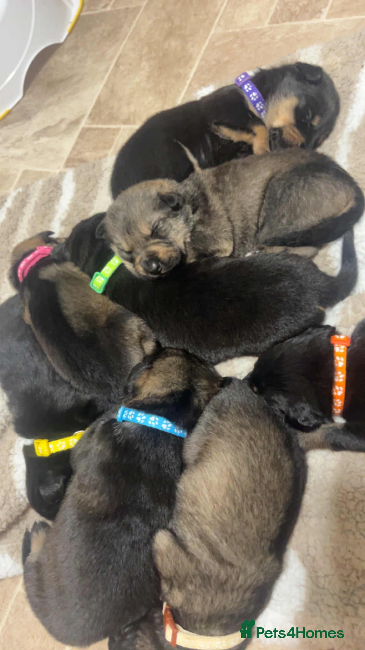 Mixed Breed dogs Mixed breed puppy’s  - Advert 7