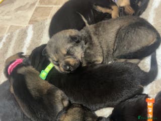 Mixed Breed dogs Mixed breed puppy’s - Advert 11