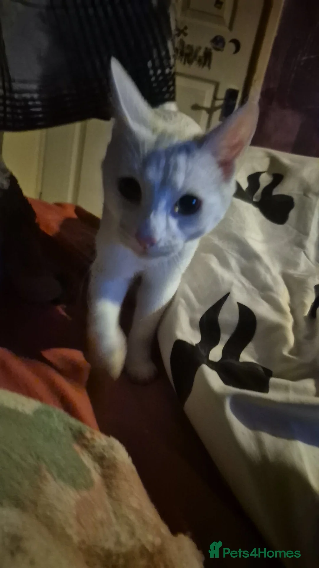 British Shorthair cats for sale: Mystic - Advert 6