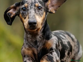Dachshund dogs - Advert 1