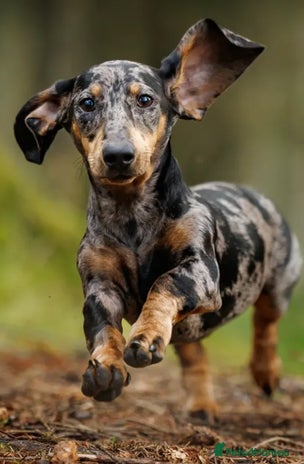 Dachshund dogs - Advert 1