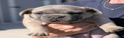 French Bulldog dogs for sale: French bulldog puppies  - Advert 8