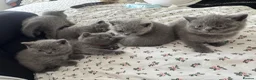 British Shorthair cats for sale: Stunning 😍 British shorthair kittens 🐱  - Advert 5