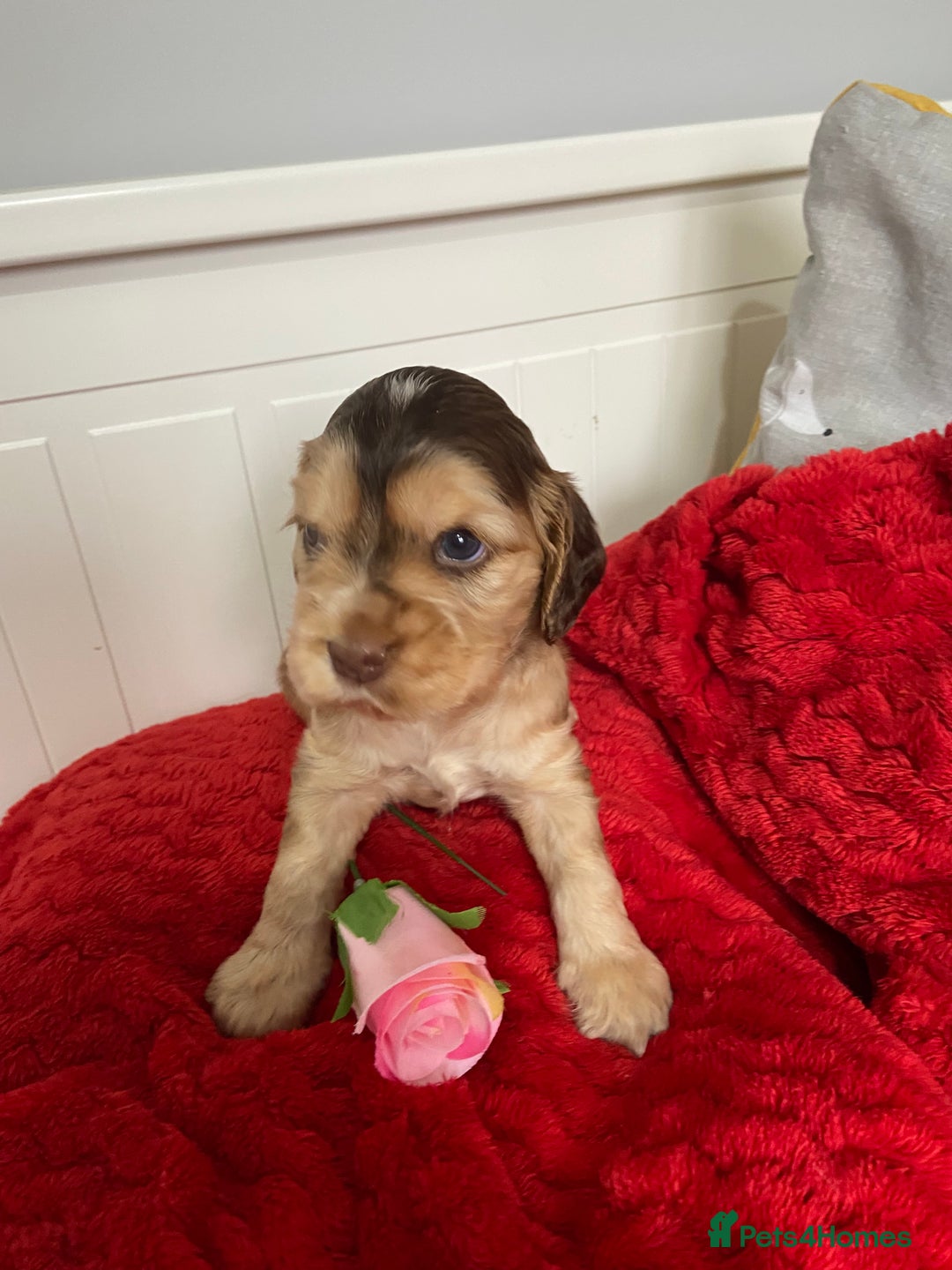 Cocker Spaniel dogs for sale: Show cocker spaniel puppies viewings this weekend! - Image 26
