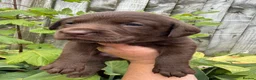 Labrador Retriever dogs for sale: Outstanding choc Labs COI 1% full Health status  in Carlisle - Advert 7
