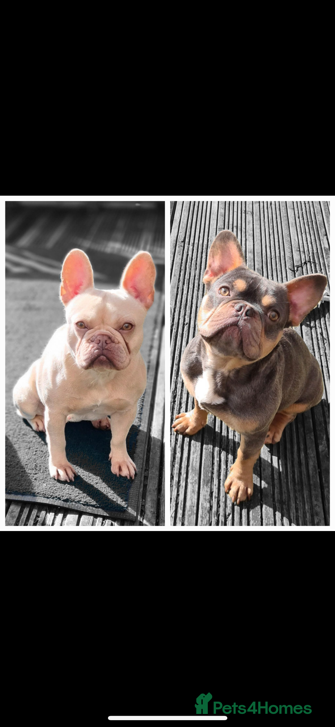 French Bulldog dogs for sale: 10 weeks old KC registered French bulldog puppies  - Image 8