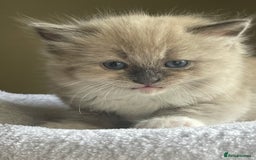 Ragdoll cats for sale: TICA registered pedigree Mink & blue point kittens - Image 17