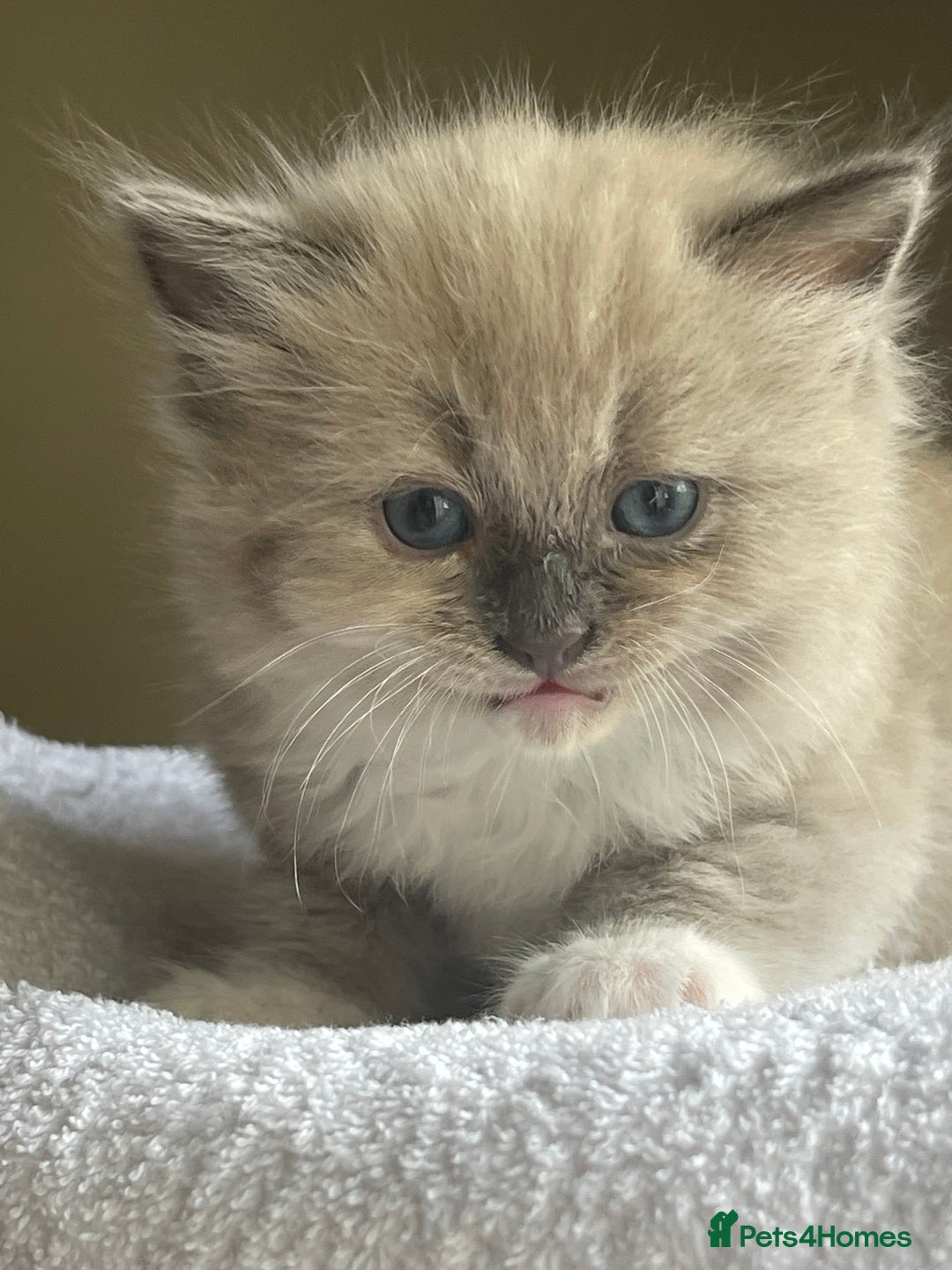 Ragdoll cats for sale: TICA registered pedigree Mink & blue point kittens - Image 17