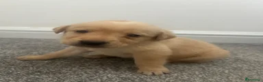 Labrador Retriever 3