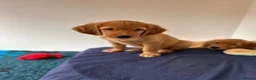 Golden Retriever dogs for sale:  Beautiful red golden retrievers 2 girls  2 boys - Advert 3