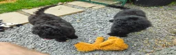 Cockapoo dogs for sale: Cockapoo F2  2x Girls Left - Advert 5