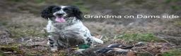 English Springer Spaniel dogs for sale: Kennel club registered Springer Spaniel Puppies - Advert 11