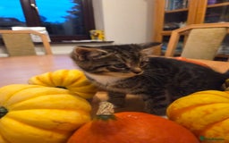 Persian cats for sale: Persian Cross tabby kittens for sale - Image 2