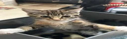Bengal cats for sale: 3 bengal x British short hair kittens  - Advert 8