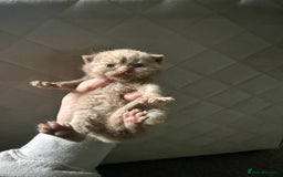 British Shorthair cats for sale: Tica reg cinnamon kittens  - Image 6