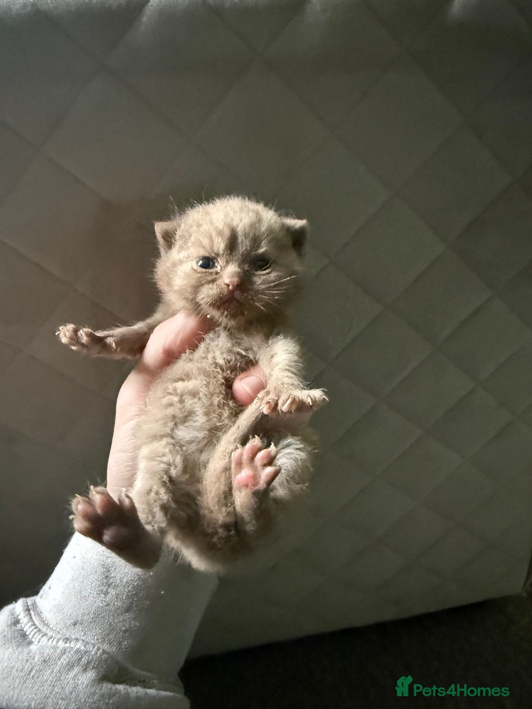 British Shorthair cats for sale: Tica reg cinnamon kittens  - Image 6