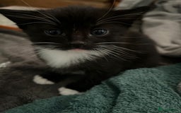 Mixed Breed cats for sale: 3 friendly kittens for sale - Image 7