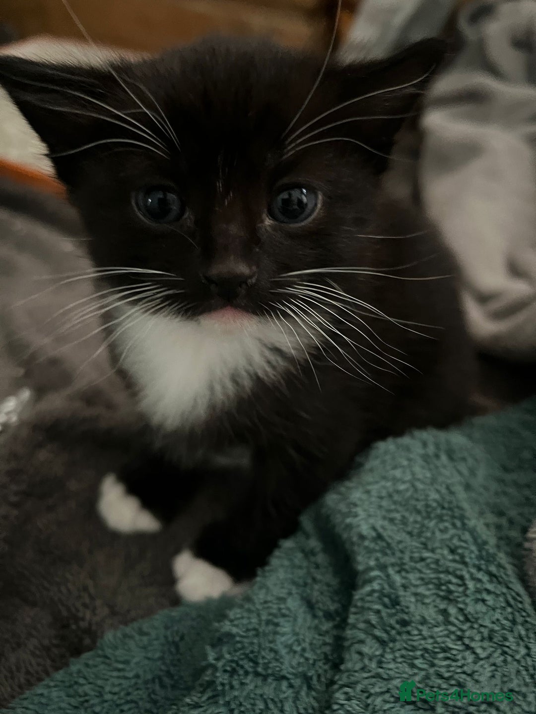 Mixed Breed cats for sale: 3 friendly kittens for sale - Image 7