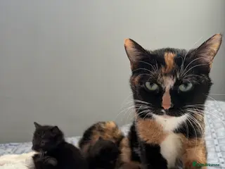 Khao Manee cats Half khao manee female black kitten - Advert 3