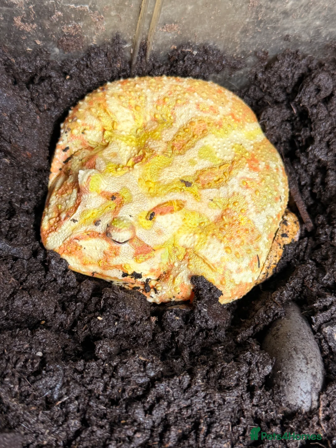 Frog reptiles for sale: pikachu pacman frog in Durham - Advert 2