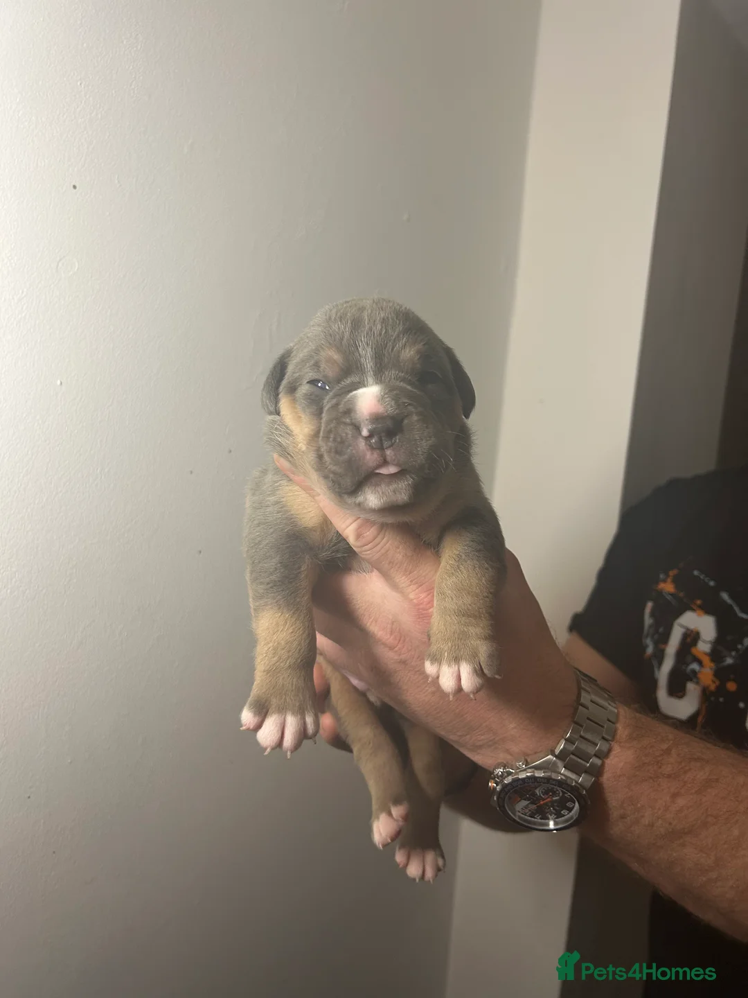 Olde English Bulldogge dogs for sale: 🔥Olde English bulldog puppies 🔥 - Advert 17