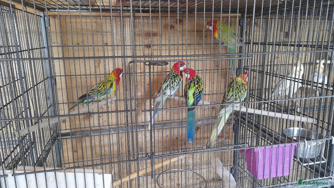 Parrots birds for sale: Rosella Parrot - Image 1